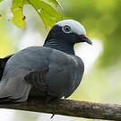 Pigeon à couronne blanche