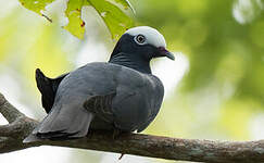 Pigeon à couronne blanche