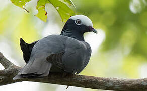 Pigeon à couronne blanche