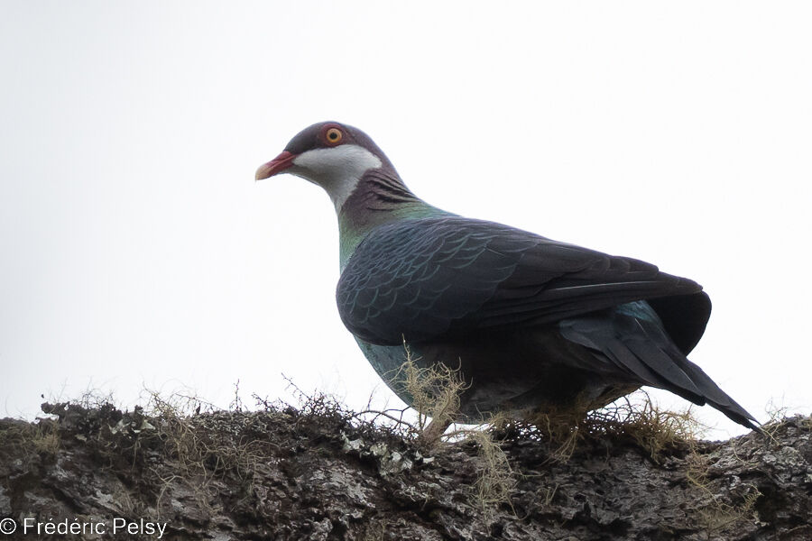 Pigeon à gorge blanche