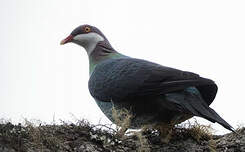 Pigeon à gorge blanche