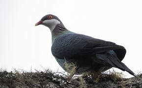 Metallic Pigeon