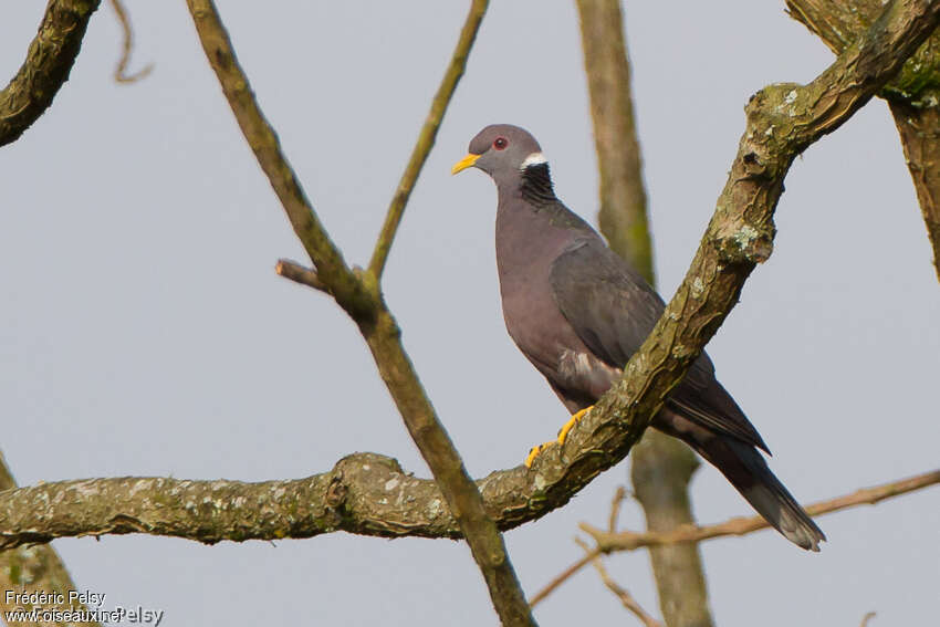 Band-tailed Pigeonadult, identification