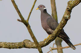 Band-tailed Pigeon