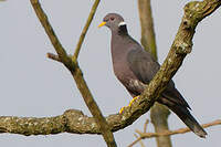 Pigeon à queue barrée