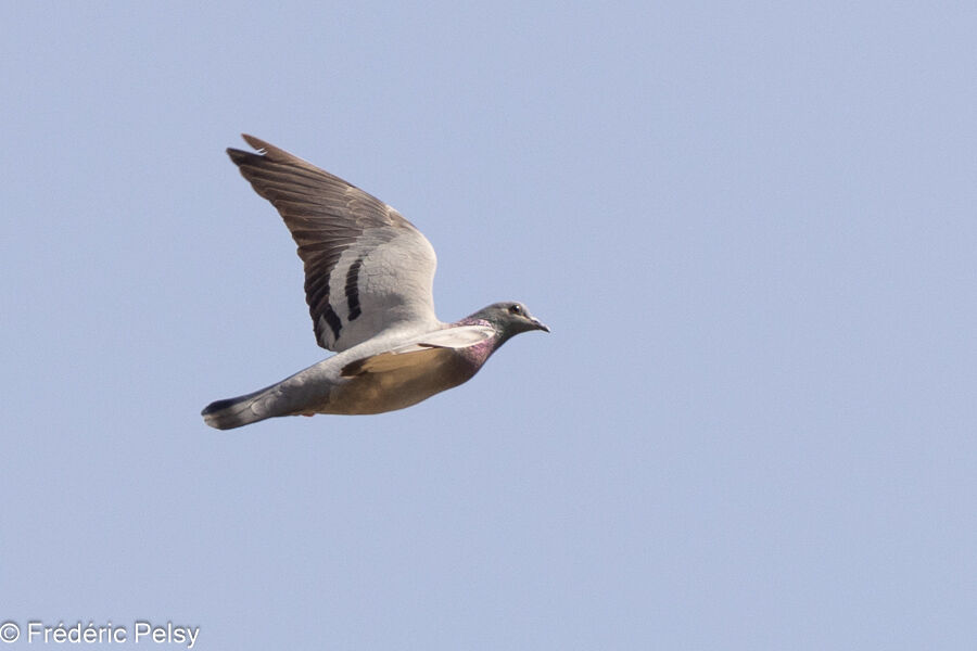Rock Dove, Flight