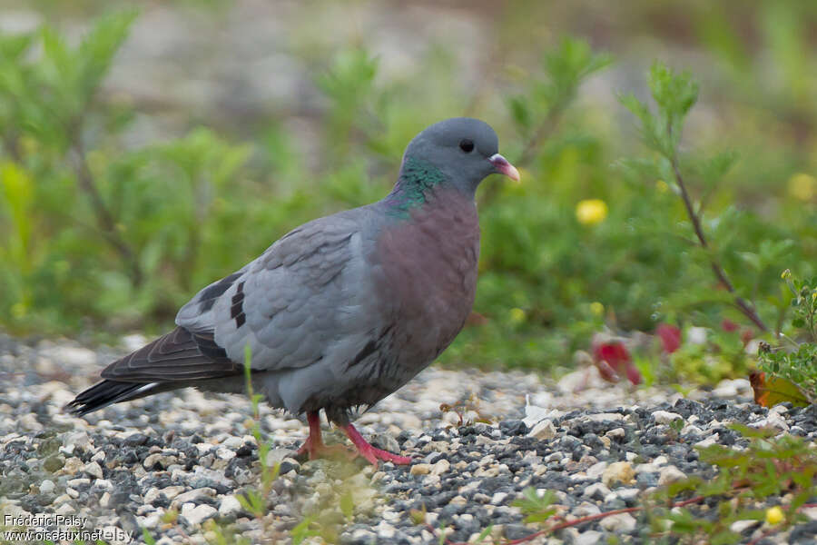 Pigeon colombinadulte, identification