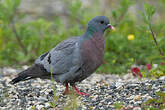 Pigeon colombin