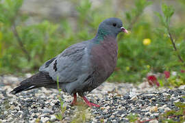 Stock Dove