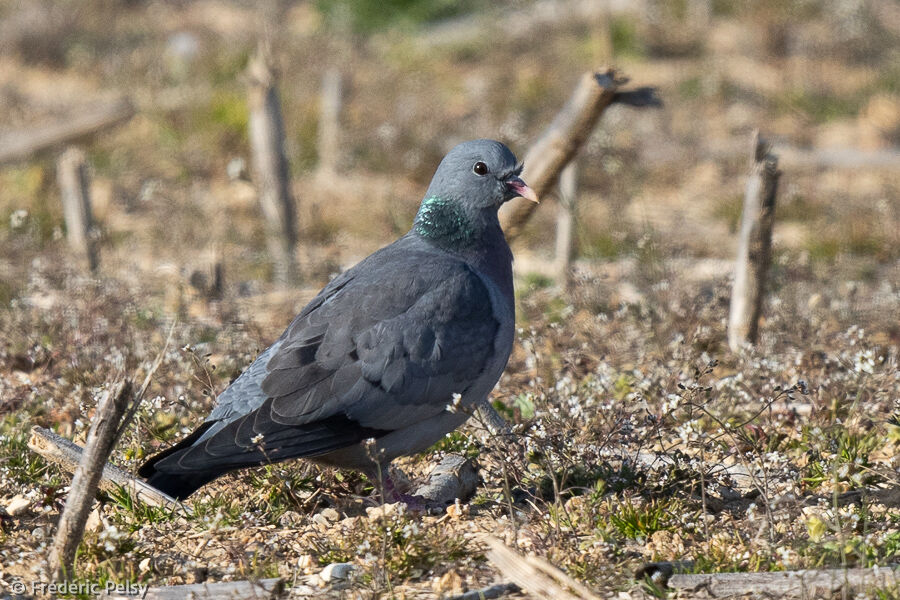 Pigeon colombin