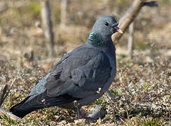 Stock Dove