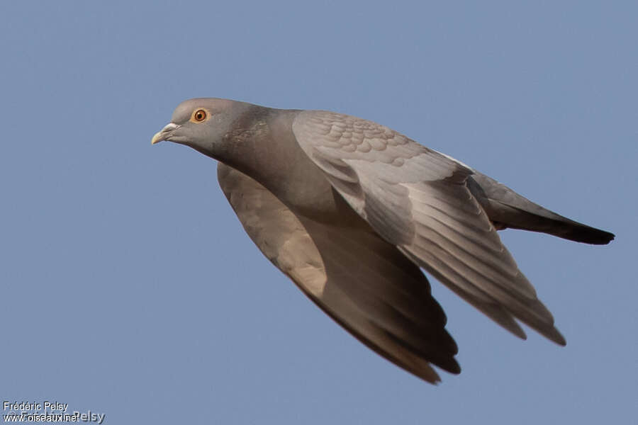 Pigeon d'Eversmannadulte, Vol