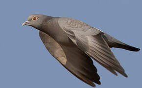 Yellow-eyed Pigeon