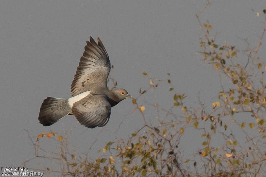 Yellow-eyed Pigeonadult, identification