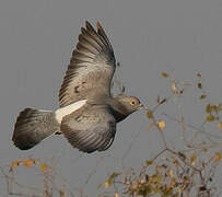 Yellow-eyed Pigeon