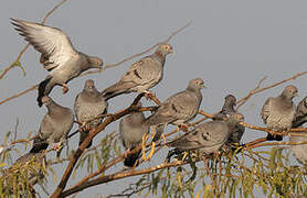 Yellow-eyed Pigeon