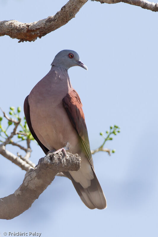 Pigeon de Madagascaradulte