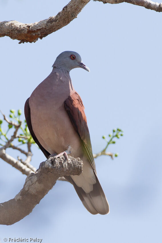 Malagasy Turtle Doveadult