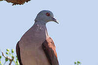 Pigeon de Madagascar