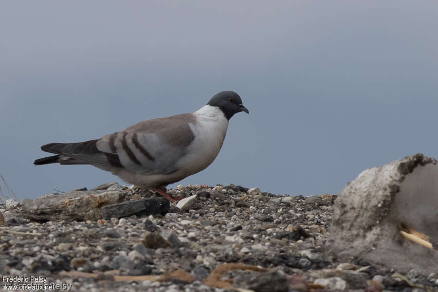 Pigeon des neigesadulte, identification