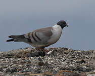 Pigeon des neiges