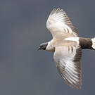 Pigeon des neiges