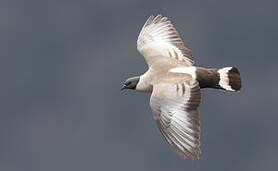 Pigeon des neiges