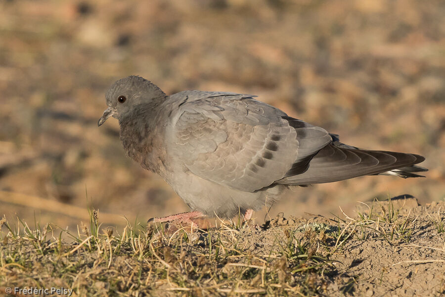 Pigeon des rochersjuvénile, identification