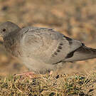 Pigeon des rochers