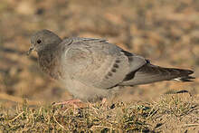 Pigeon des rochers