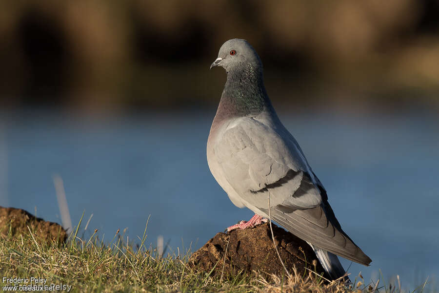 Hill Pigeonadult, identification