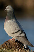 Hill Pigeon