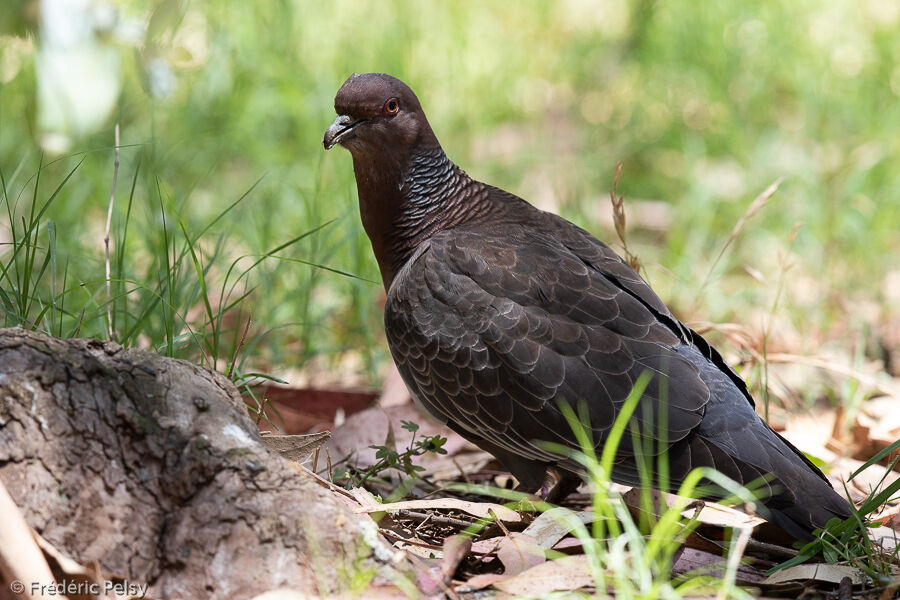 Pigeon picazuro