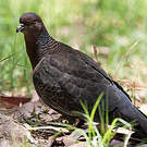 Pigeon picazuro