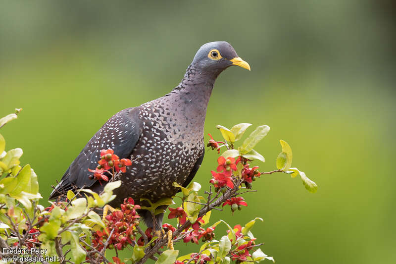 African Olive Pigeonadult, identification