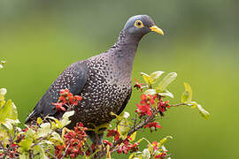 African Olive Pigeon