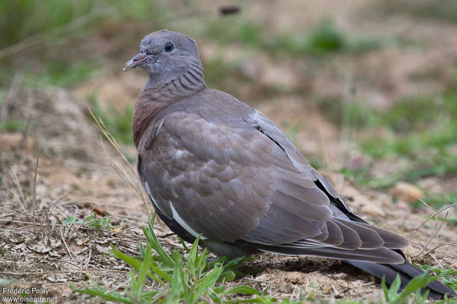 Common Wood Pigeonjuvenile, identification