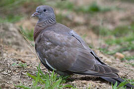 Common Wood Pigeon