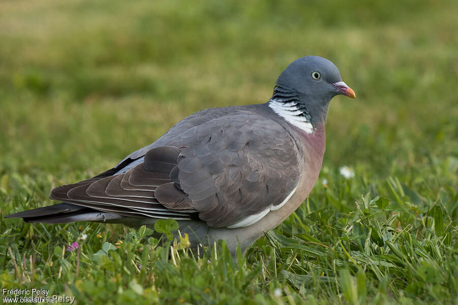 Les pics pigeons empêchent les oiseaux comme les pigeons