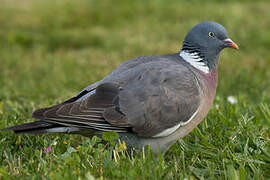 Common Wood Pigeon