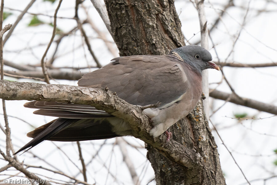 Common Wood Pigeon