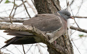 Common Wood Pigeon