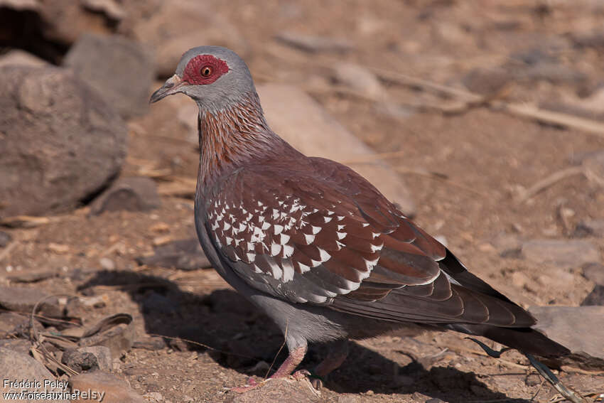 Pigeon roussardadulte