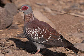 Speckled Pigeon