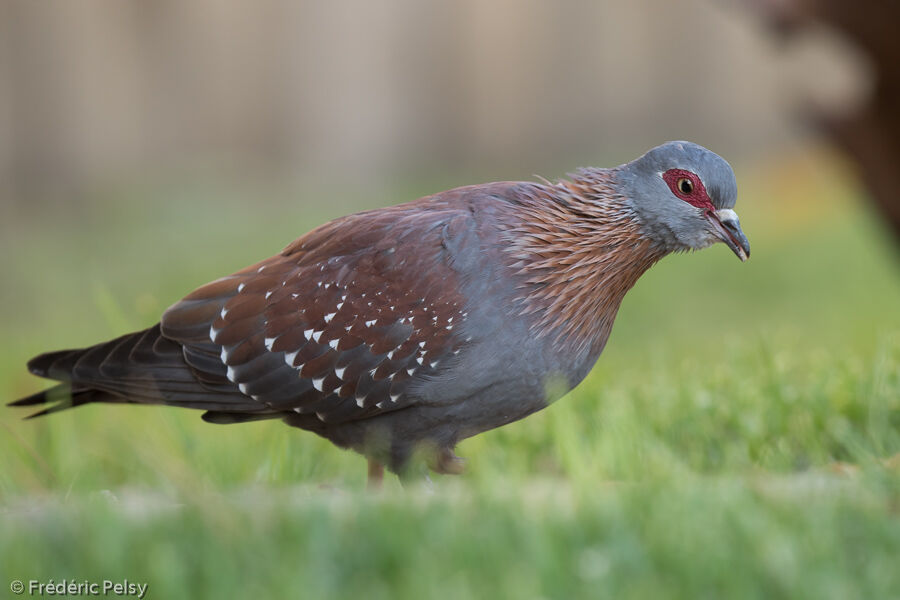 Speckled Pigeonadult