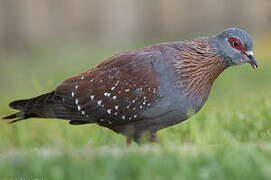 Speckled Pigeon