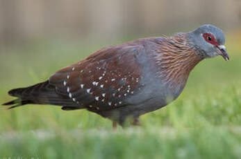 Pigeon roussard