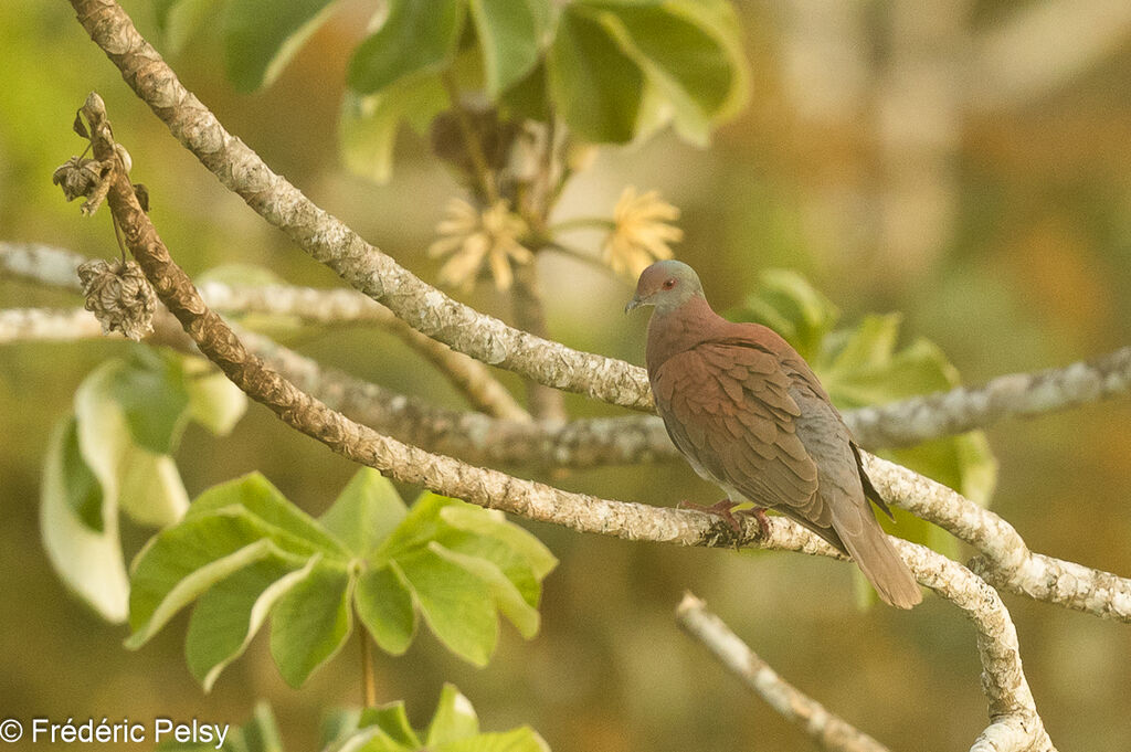 Pale-vented Pigeon