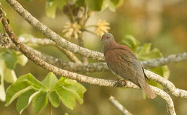 Pigeon rousset