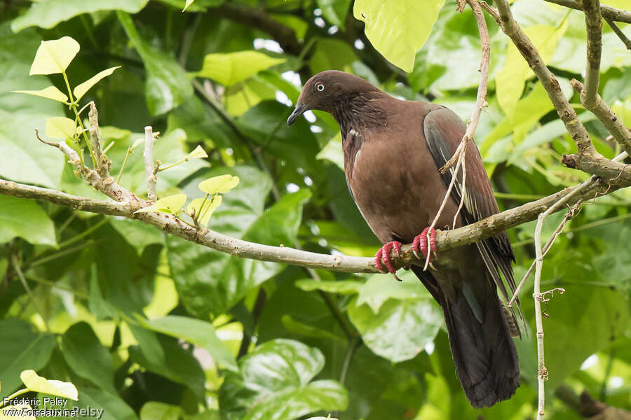 Pigeon simpleadulte, identification